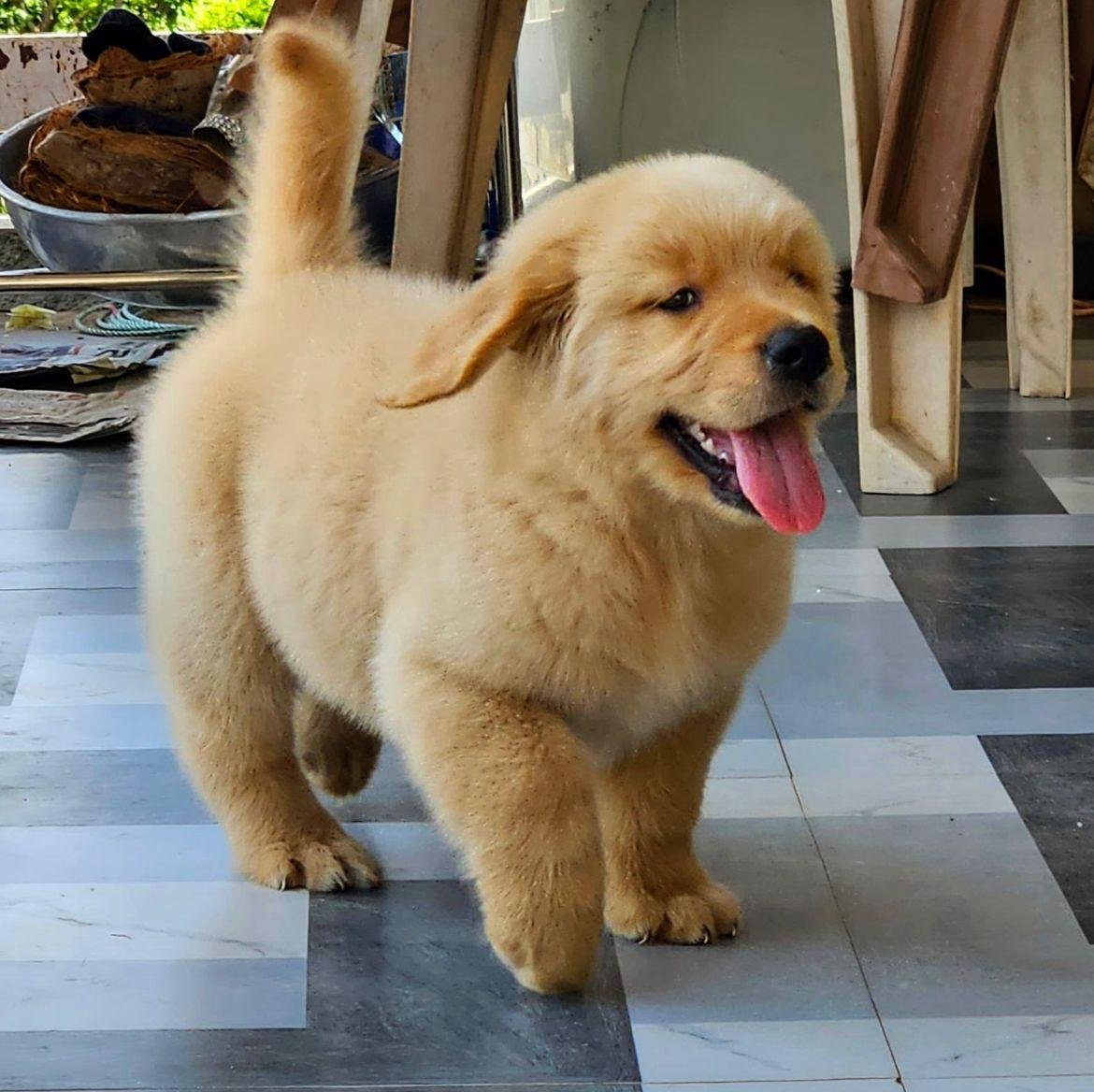 Buy Vaccinated  Golden Retriever Puppy from Ahmedabad